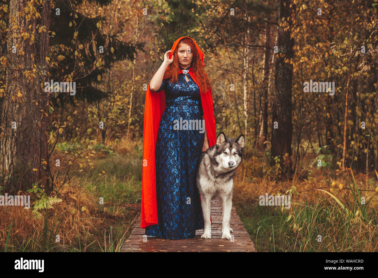 Orange Malamute Stock Photos Orange Malamute Stock Images Alamy