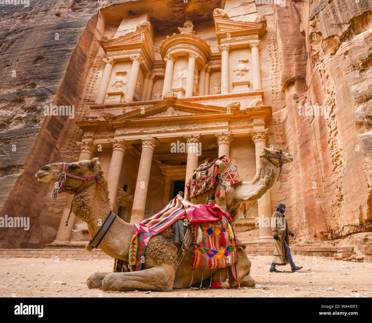 Petra, Jordan, 04 April 2019. Spectacular view of two beautiful camels in front of Al Khazneh (The Treasury) while a bedouin is walking behind them. Stock Photo