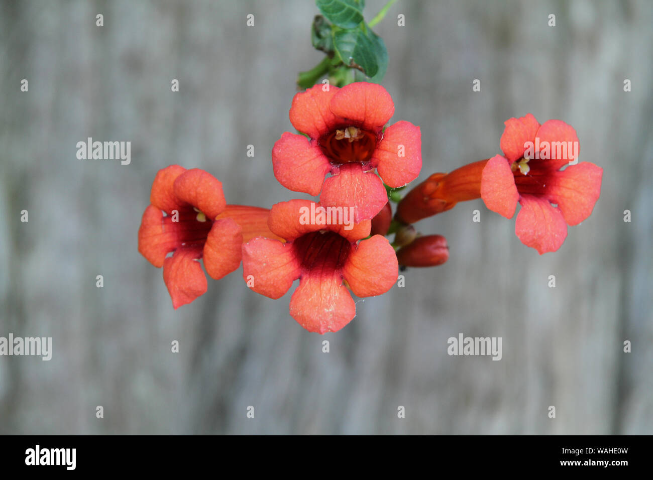 Showy trumpet shaped flowers hires stock photography and images Alamy