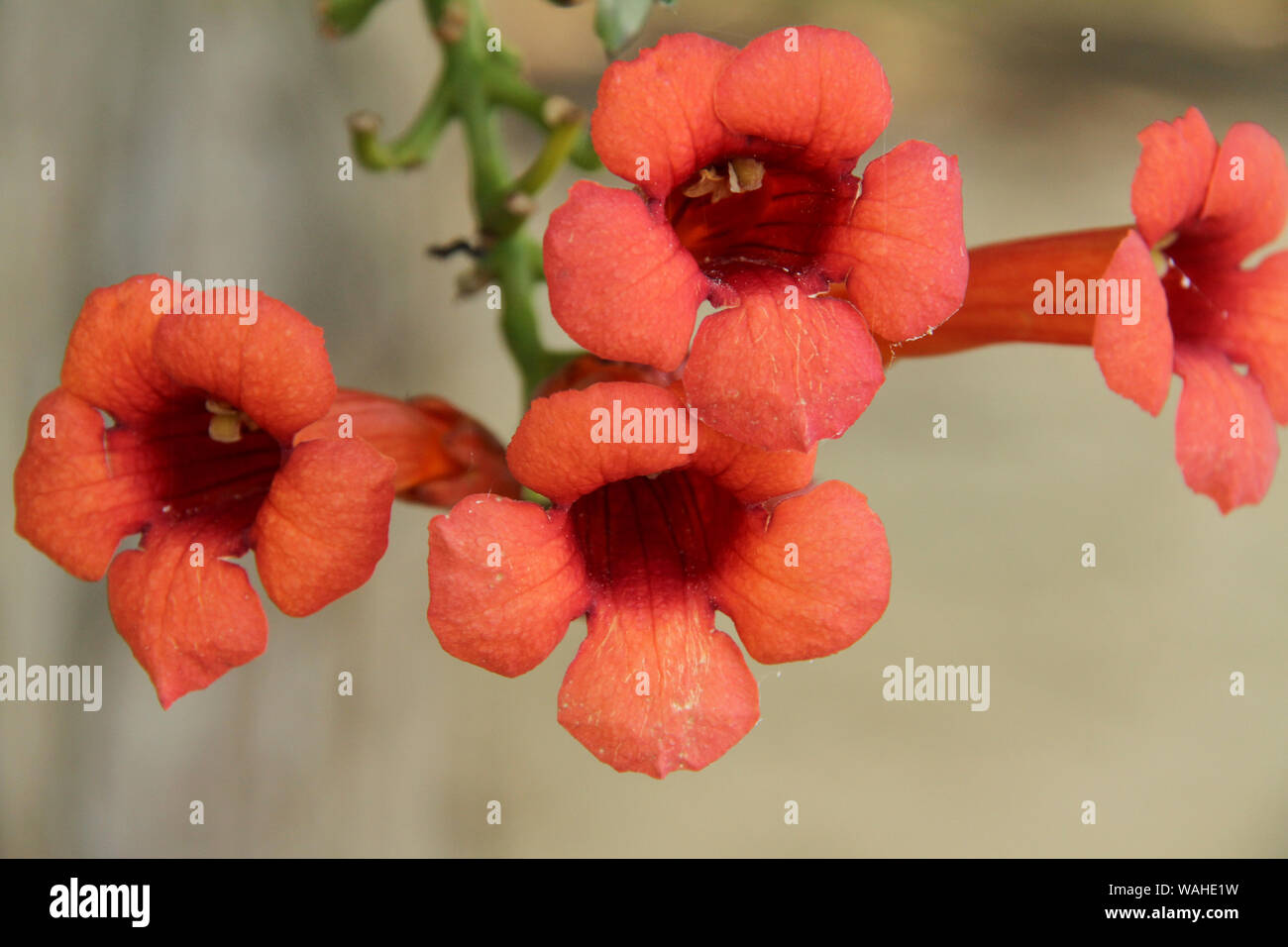 Closeup of Trumpet vine flowers in bloom Stock Photo Alamy