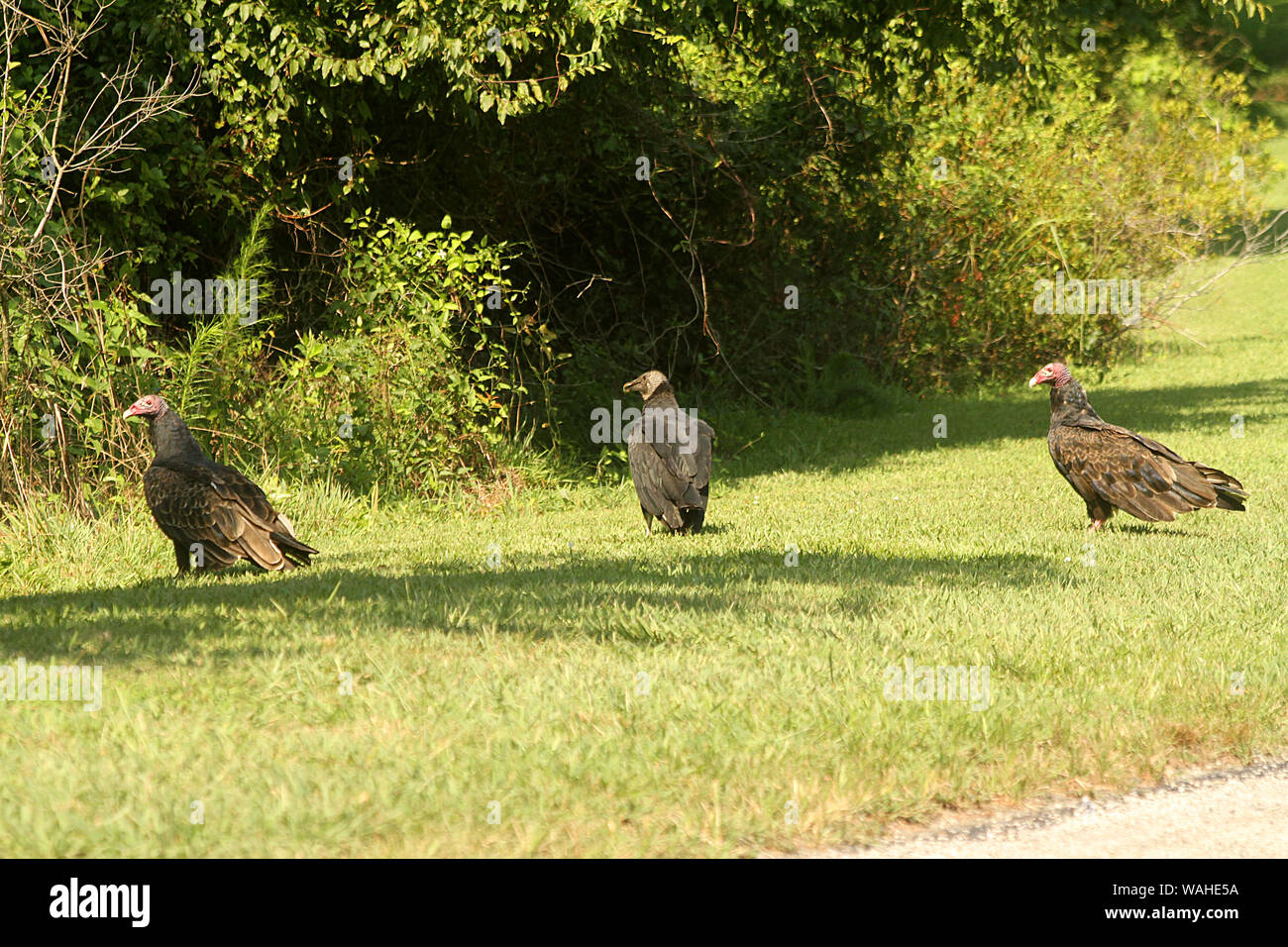 Turkey vultures in the grass in Virginia, USA Stock Photo Alamy