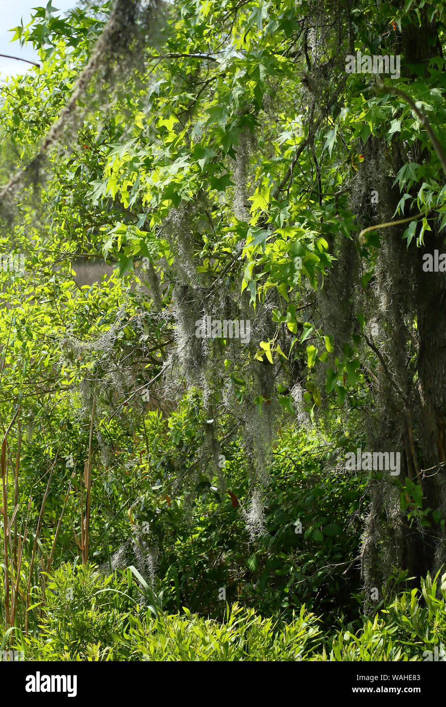 Spanish moss on a tree branch in coastal Stock Photo Alamy