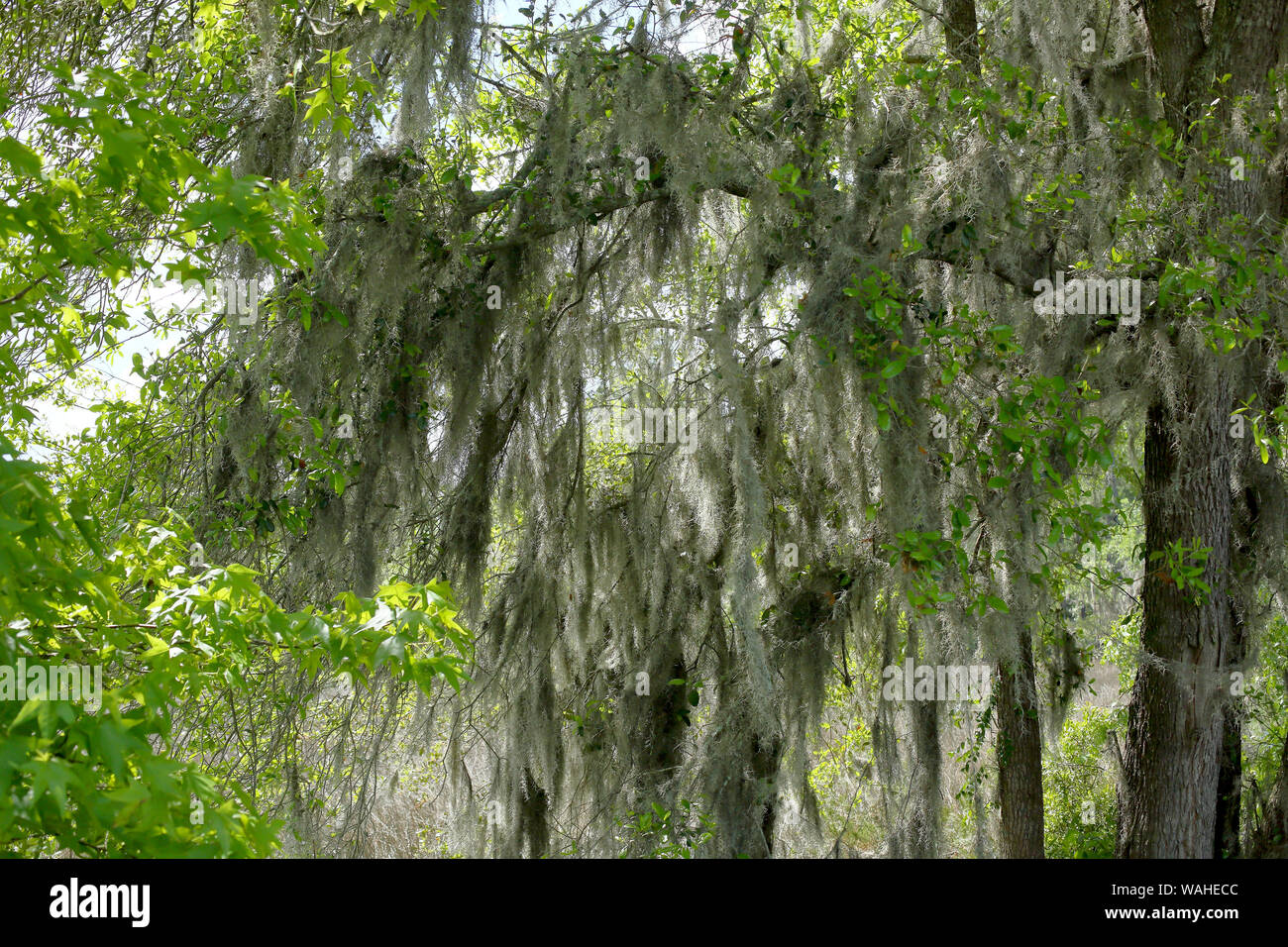 Spanish moss on a tree branch in coastal Stock Photo Alamy