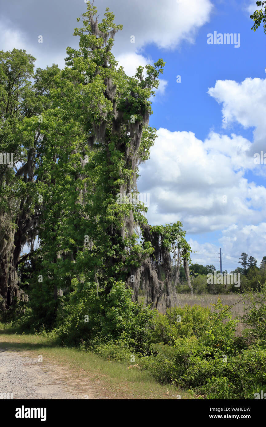 Spanish moss on a tree branch in coastal Stock Photo Alamy