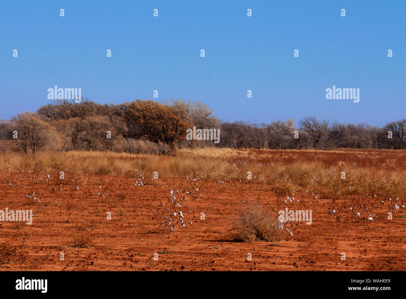 A sparse late autumn harvested cotton field has a few cotton plants ready for gleaning in western Oklahoma. Stock Photo