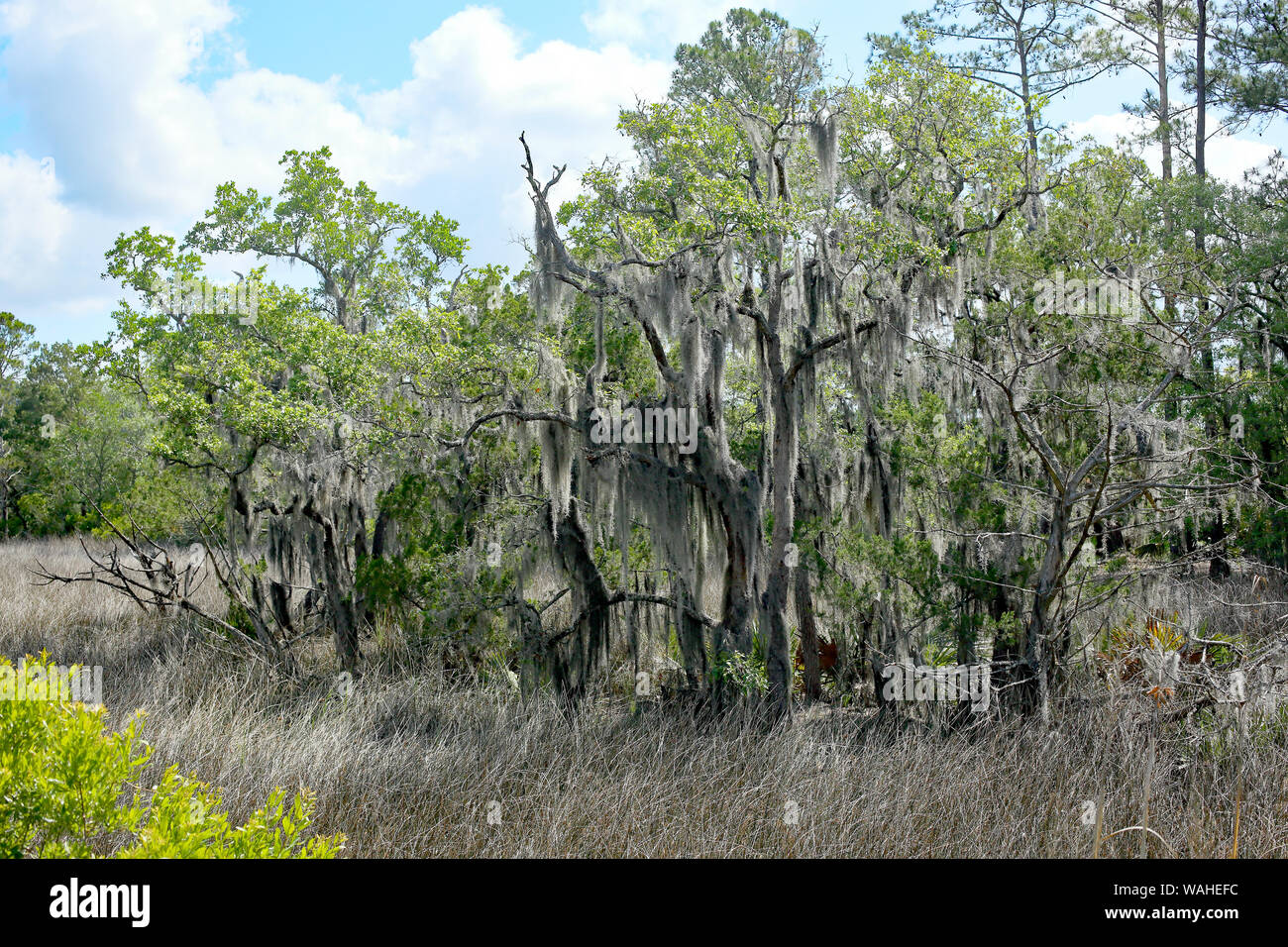 Spanish moss on a tree branch in coastal Stock Photo Alamy