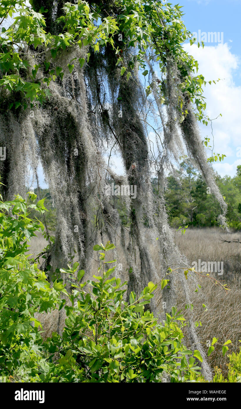 Spanish moss on a tree branch in coastal Stock Photo Alamy