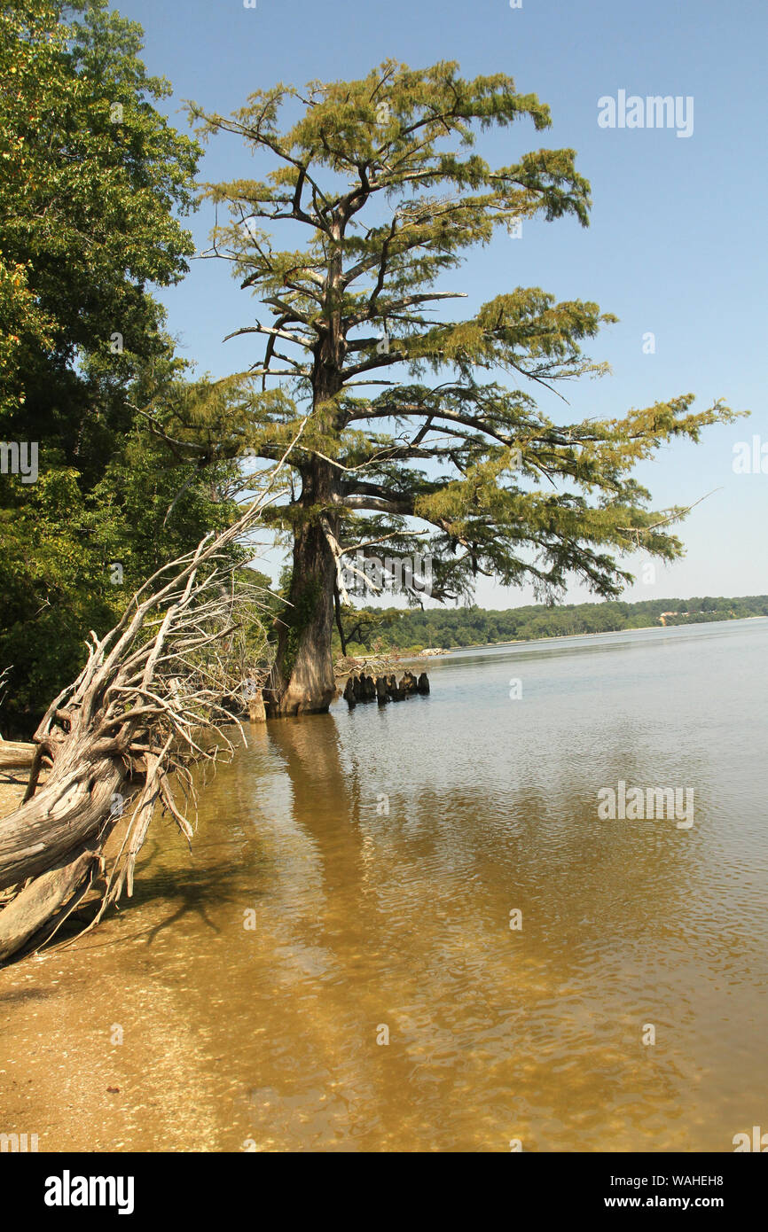 Cypress trees on the shore of James River. Chippokes Plantation State Park, Virginia, USA Stock Photo