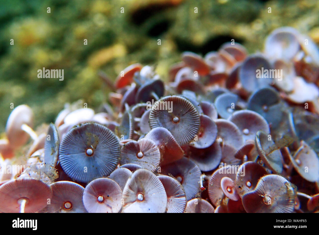 Acetabularia mediterranea - The Mediterranean sea algae Stock Photo