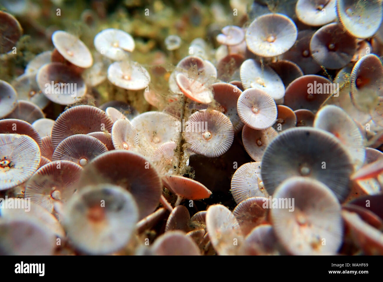 Acetabularia mediterranea - The Mediterranean sea algae Stock Photo