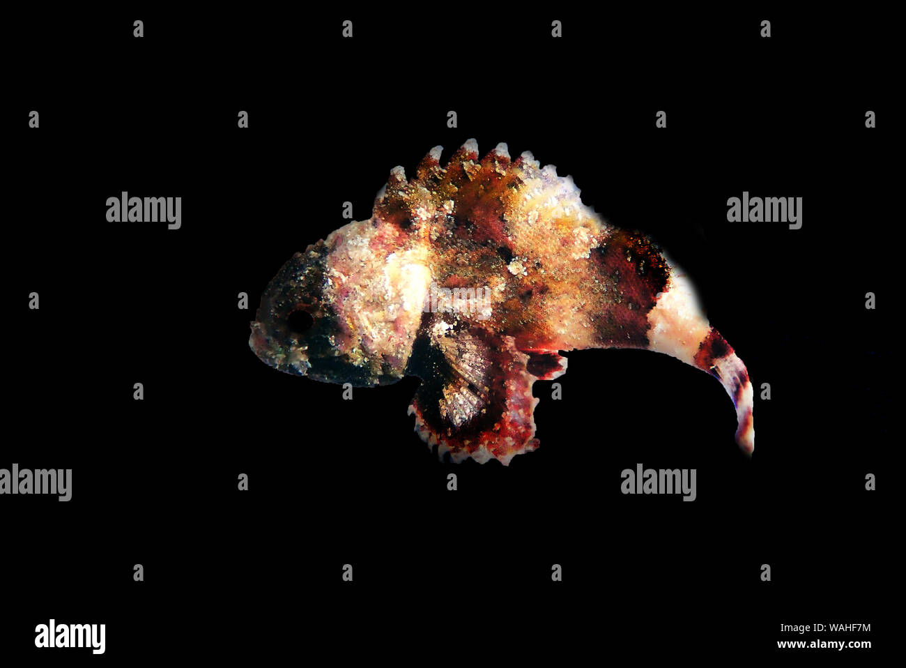 Lesser Red Scorpionfish - (Scorpaena Notata) Stock Photo