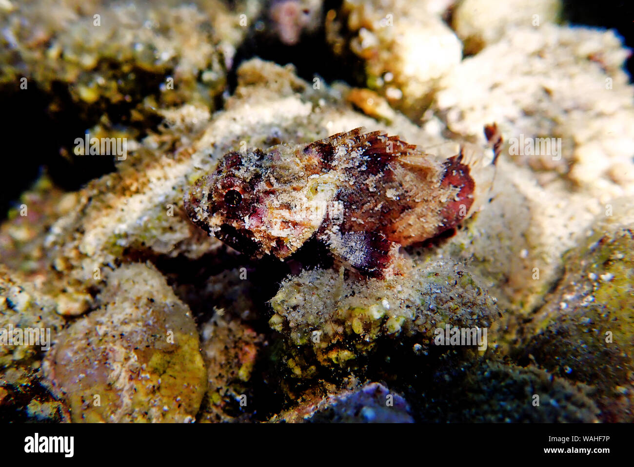 Lesser Red Scorpionfish - (Scorpaena Notata) Stock Photo