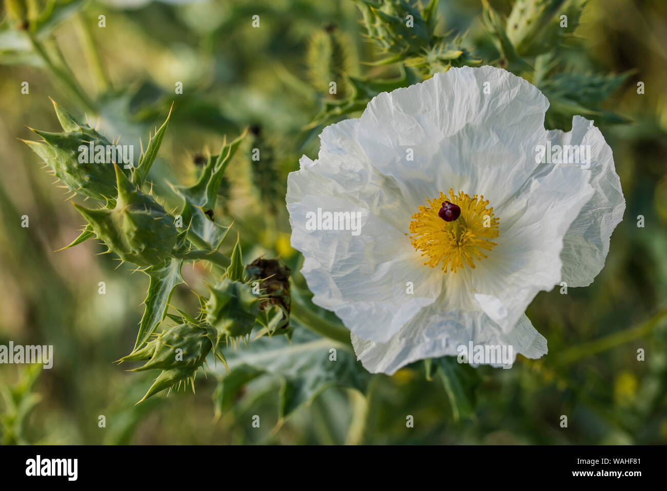 Bluestem Prickly Poppy (Argemone albiflora), blooming, Prairie, Custer State Park, S. Dakota, USA, by Bruce Montagne/Dembinsky Photo Assoc Stock Photo