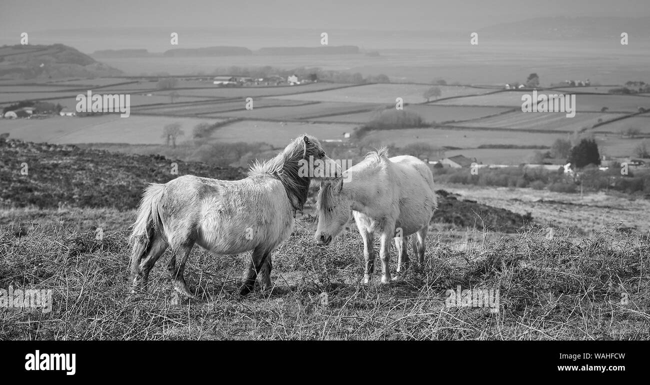 Wild Welsh ponies grazing on the Gower Peninsula, Wales: Black & white image Stock Photo