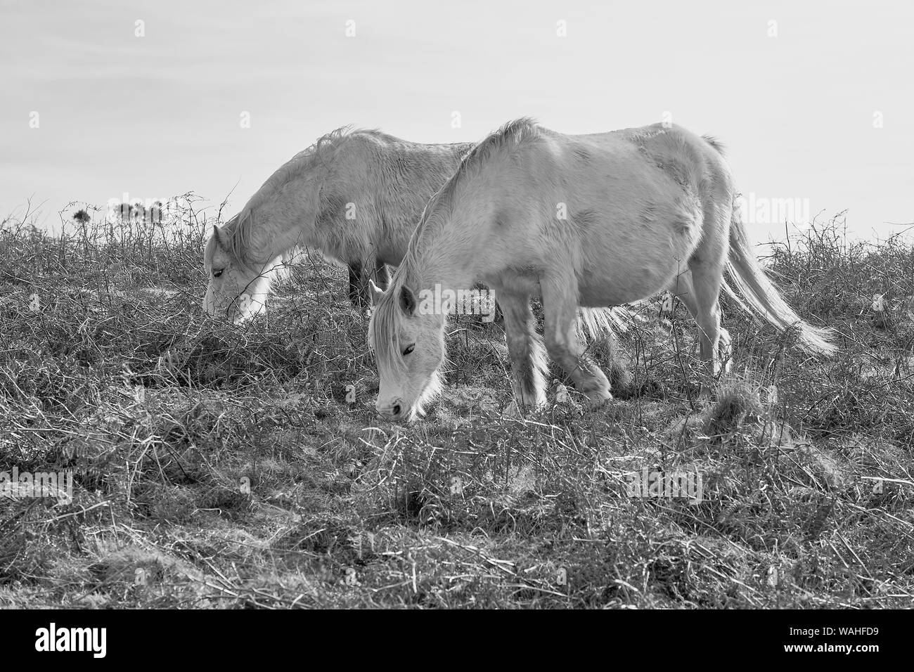 Wild Welsh ponies grazing on the Gower Peninsula, Wales: Black & white image Stock Photo