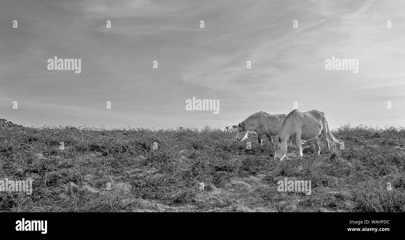 Wild Welsh ponies grazing on the Gower Peninsula, Wales: Black & white image Stock Photo