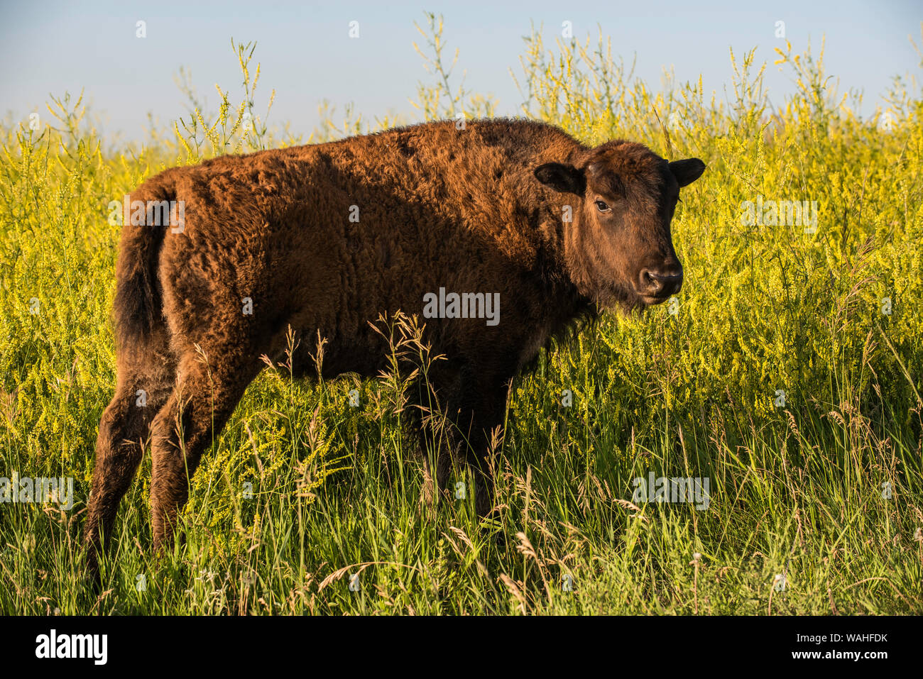 Bison (Bison bison), prairie, Summer, Custer State Park, South Dakota