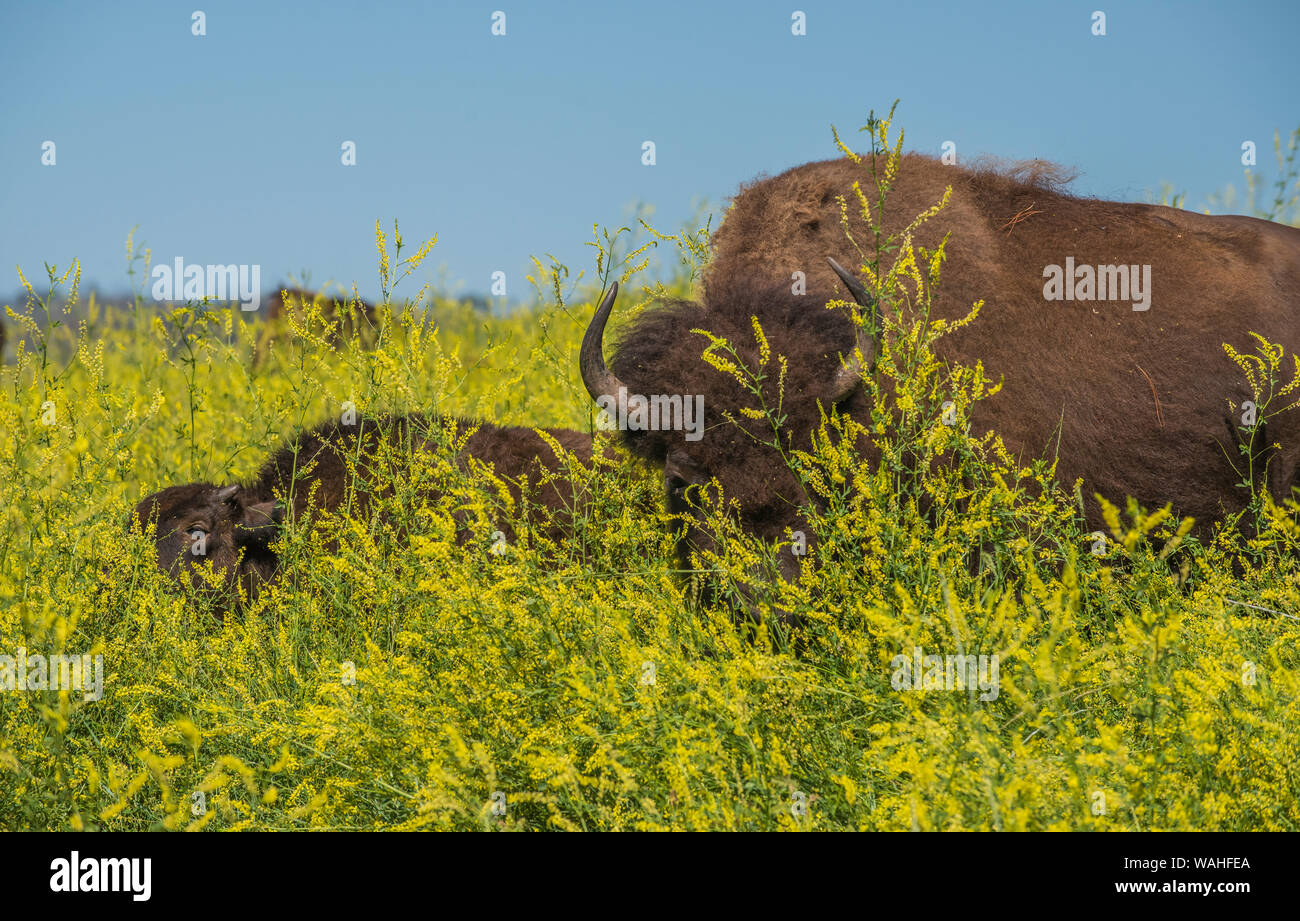 Bison (Bison bison), prairie, Summer, Custer State Park, South Dakota