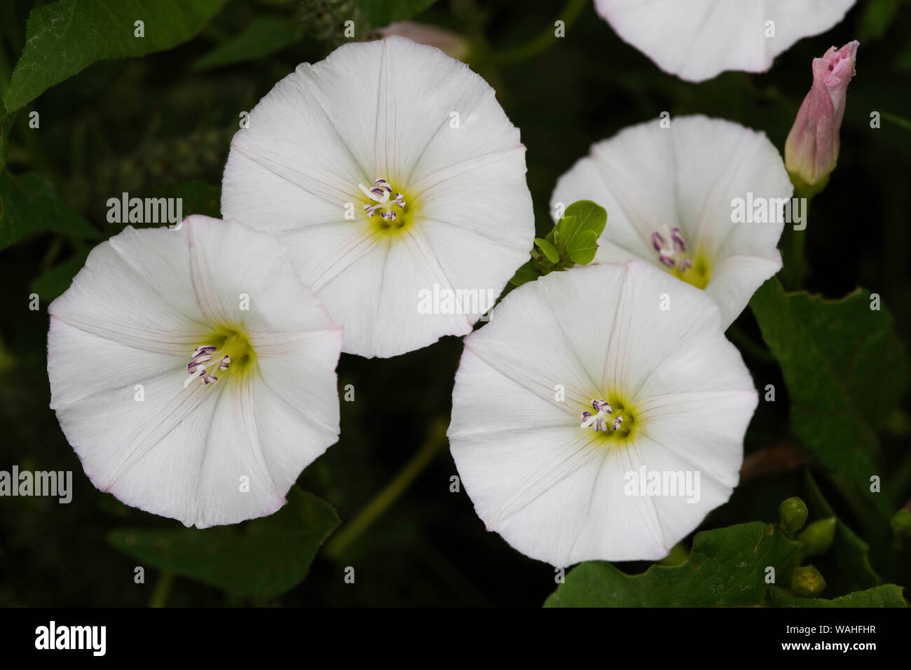 Field Bindweed blossoms (Convolvulus arvensis), Sage Creek Wilderness, Badlands National Park, S.Dakota, USA, by Bruce Montagne/Dembinsky Photo Assoc Stock Photo