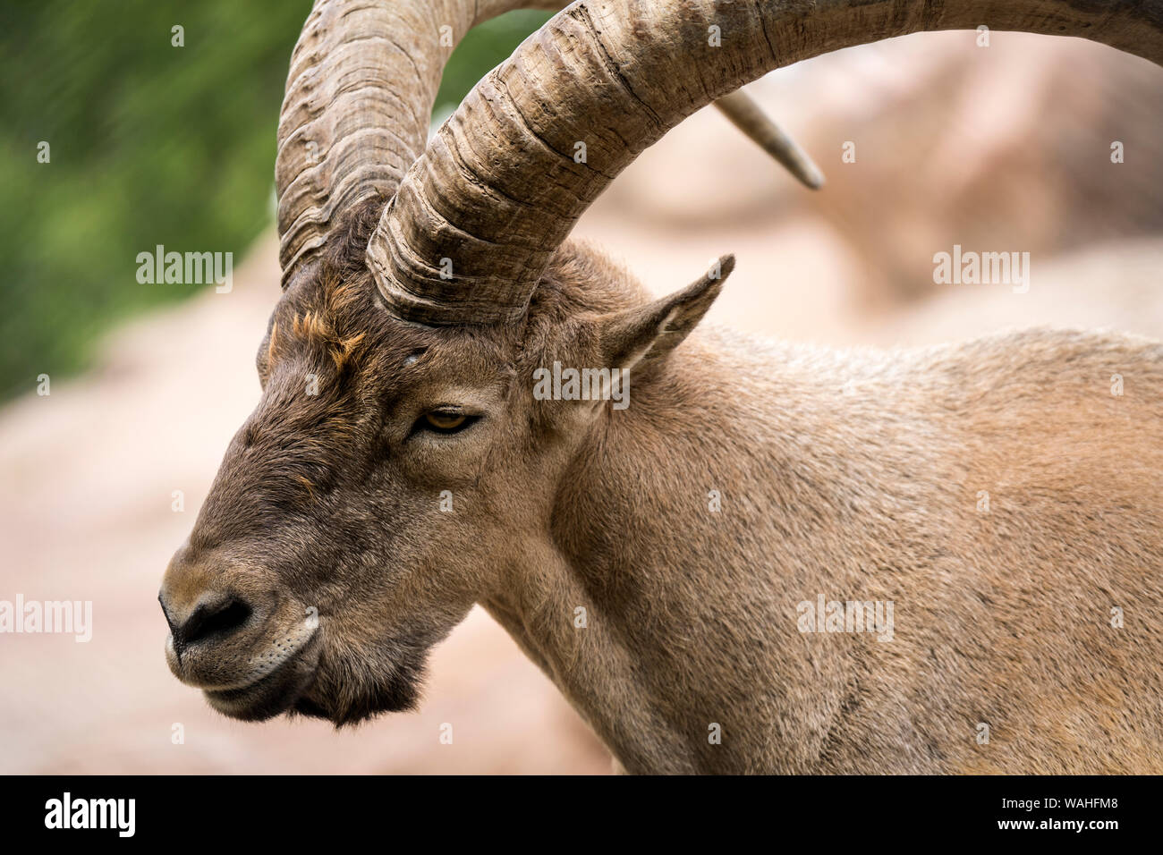 Close view of a West Caucasian tur Stock Photo