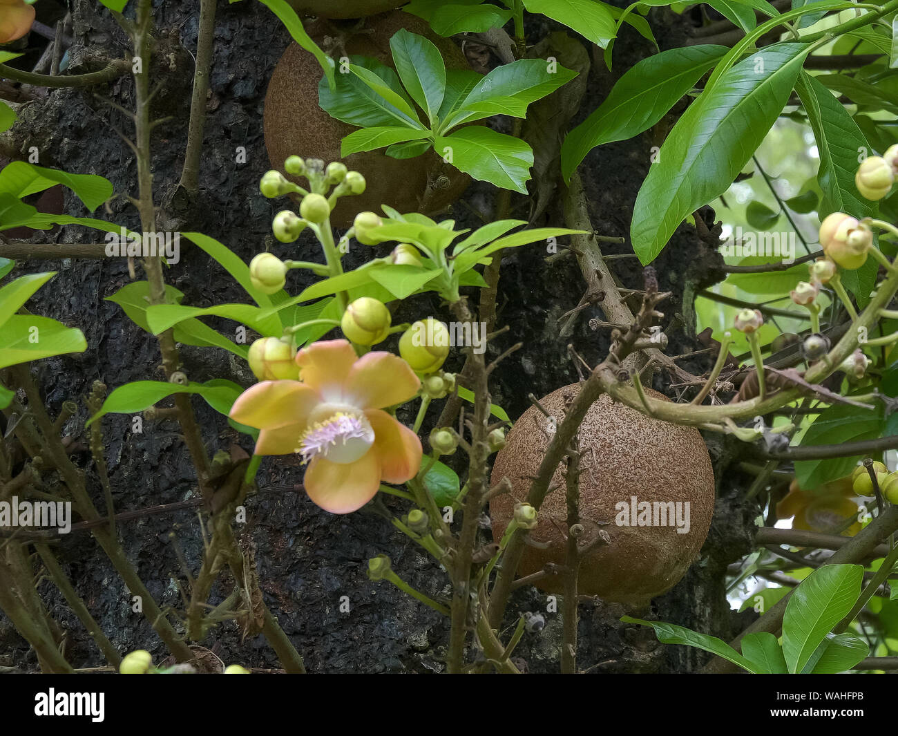 cannon ball tree fruit on a tree in bali Stock Photo - Alamy cannon ball tree fruit on a tree in bali Stock Photo - Alamy