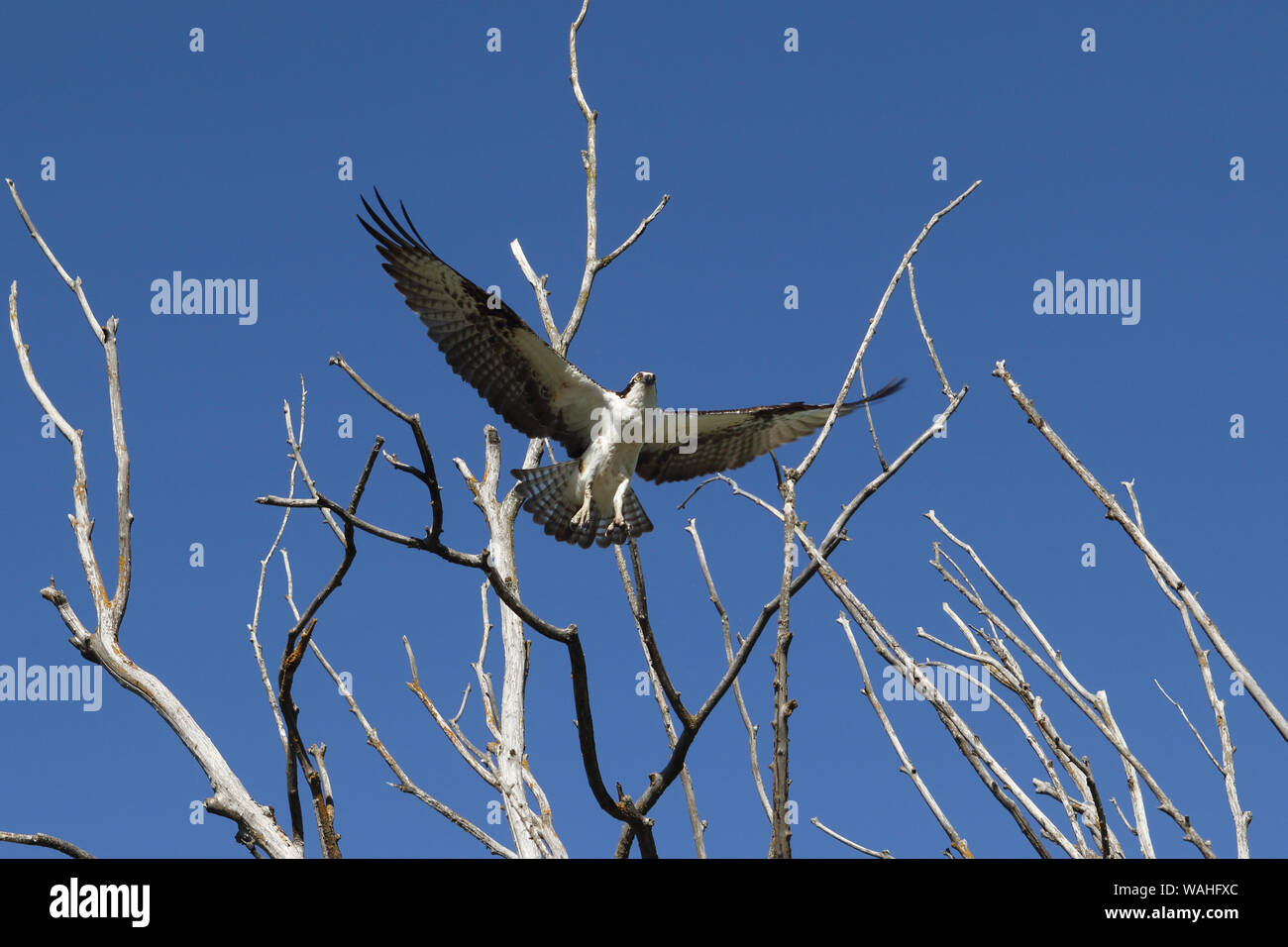 A beautiful Osprey goes airborne as it launches itself from a dead tree Stock Photo