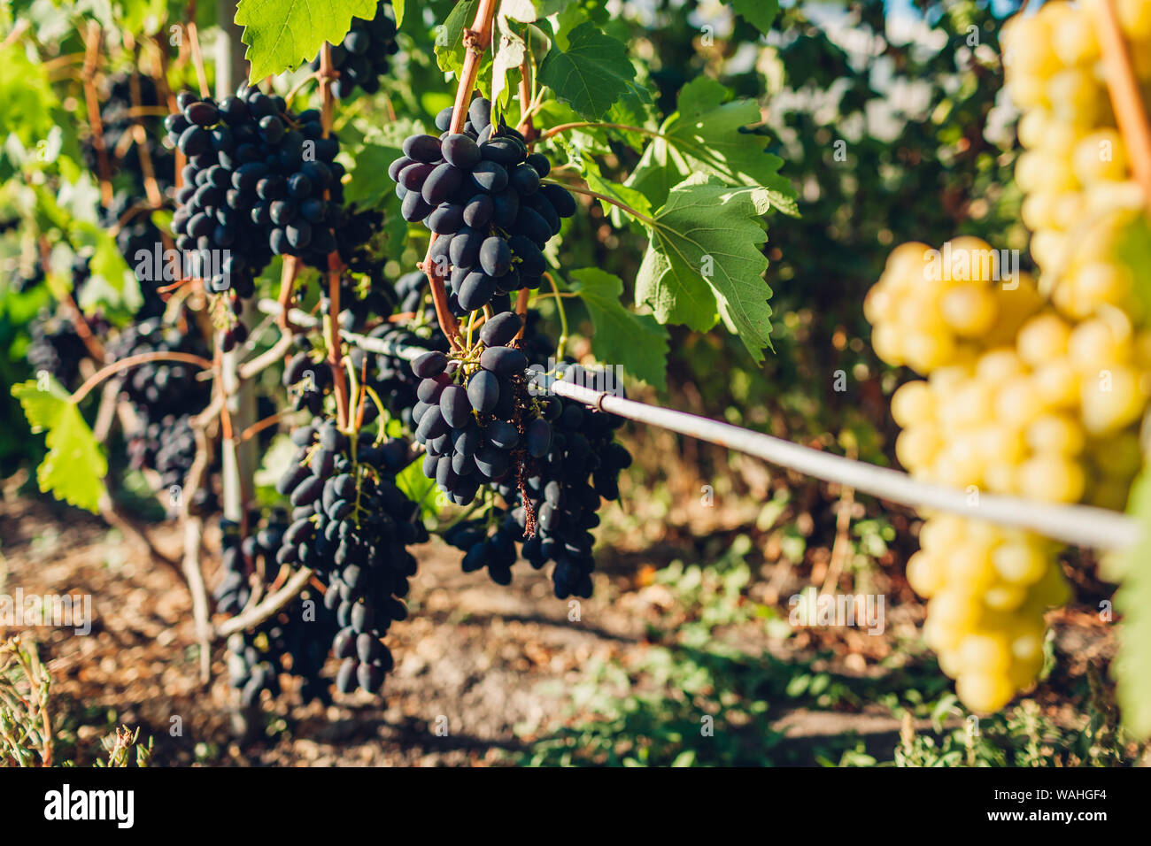 Crop of table grapes on ecological farm. Blue Kodrianka and green