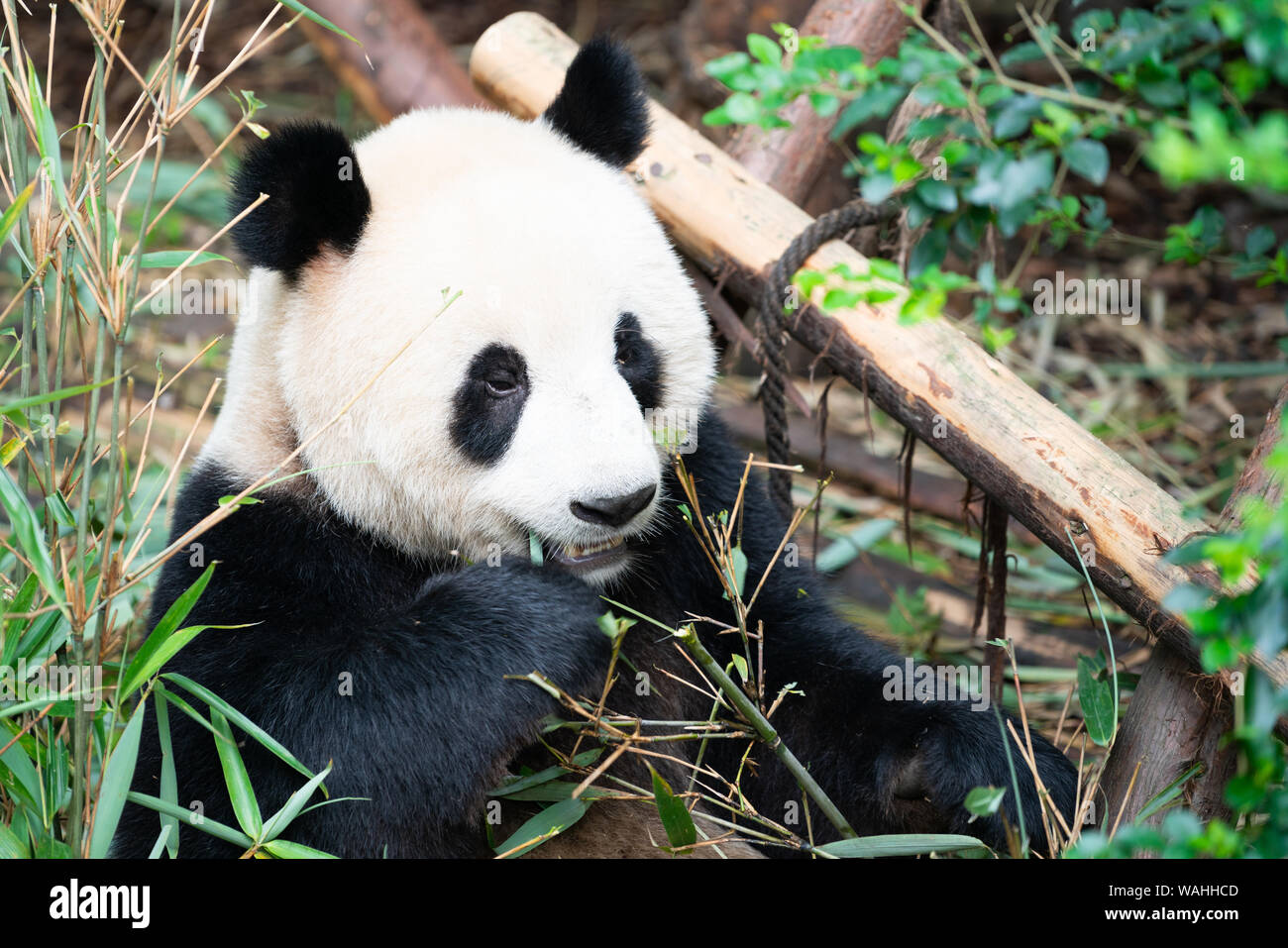 Portait of a Giant Panda eating bamboo leaves in Chengdu Sichuan China Stock Photo