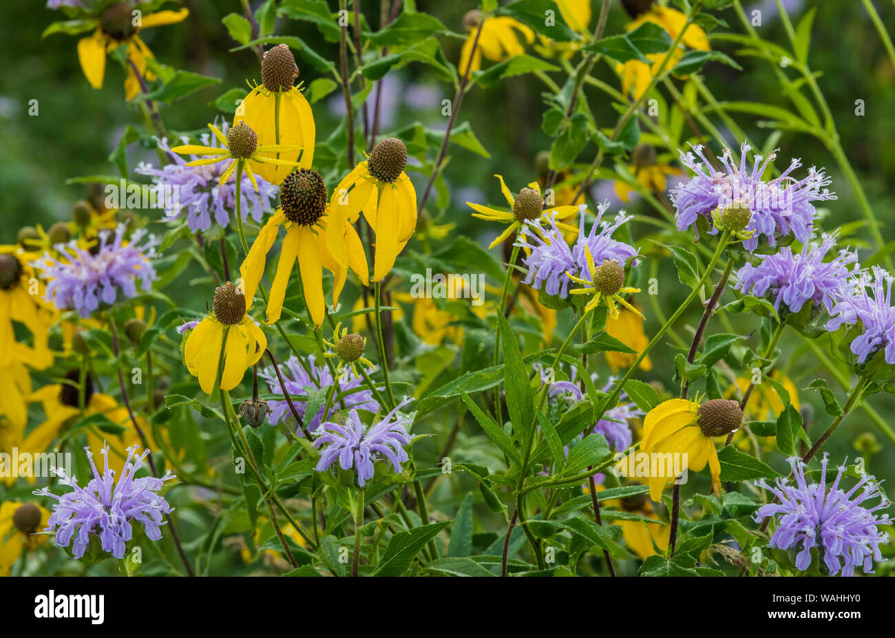 Grayhead Coneflower, Gray-headed Coneflower (Ratibida pinnata), and Wild Bergamot (Monarda fistulosa),Prairies, Midwestern United States, by Bruce Mon Stock Photo