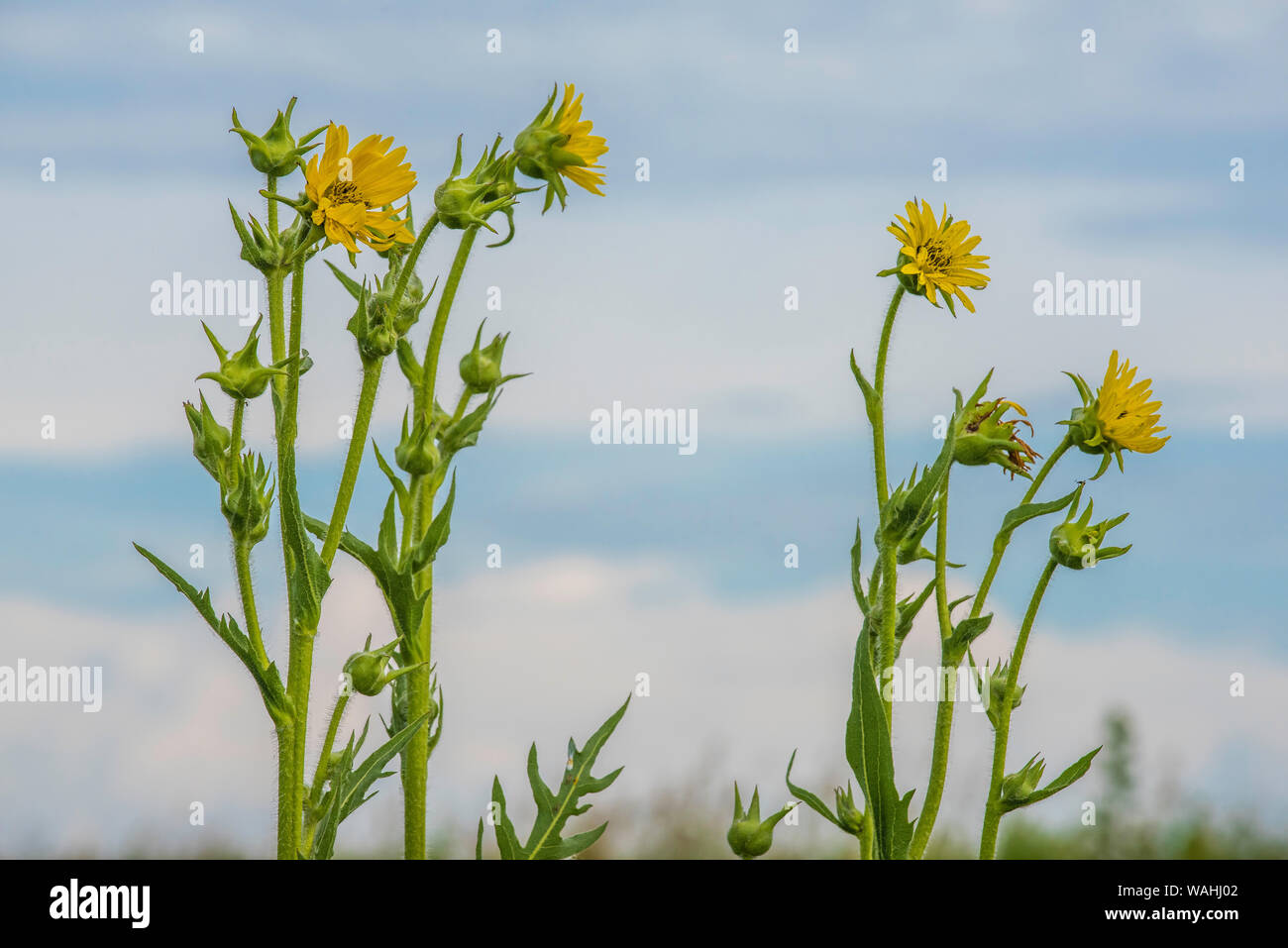 Sunflowers, Tallgrass Prairie, Prairie, Iowa, USA, by Bruce Montagne/Dembinsky Photo Assoc Stock Photo