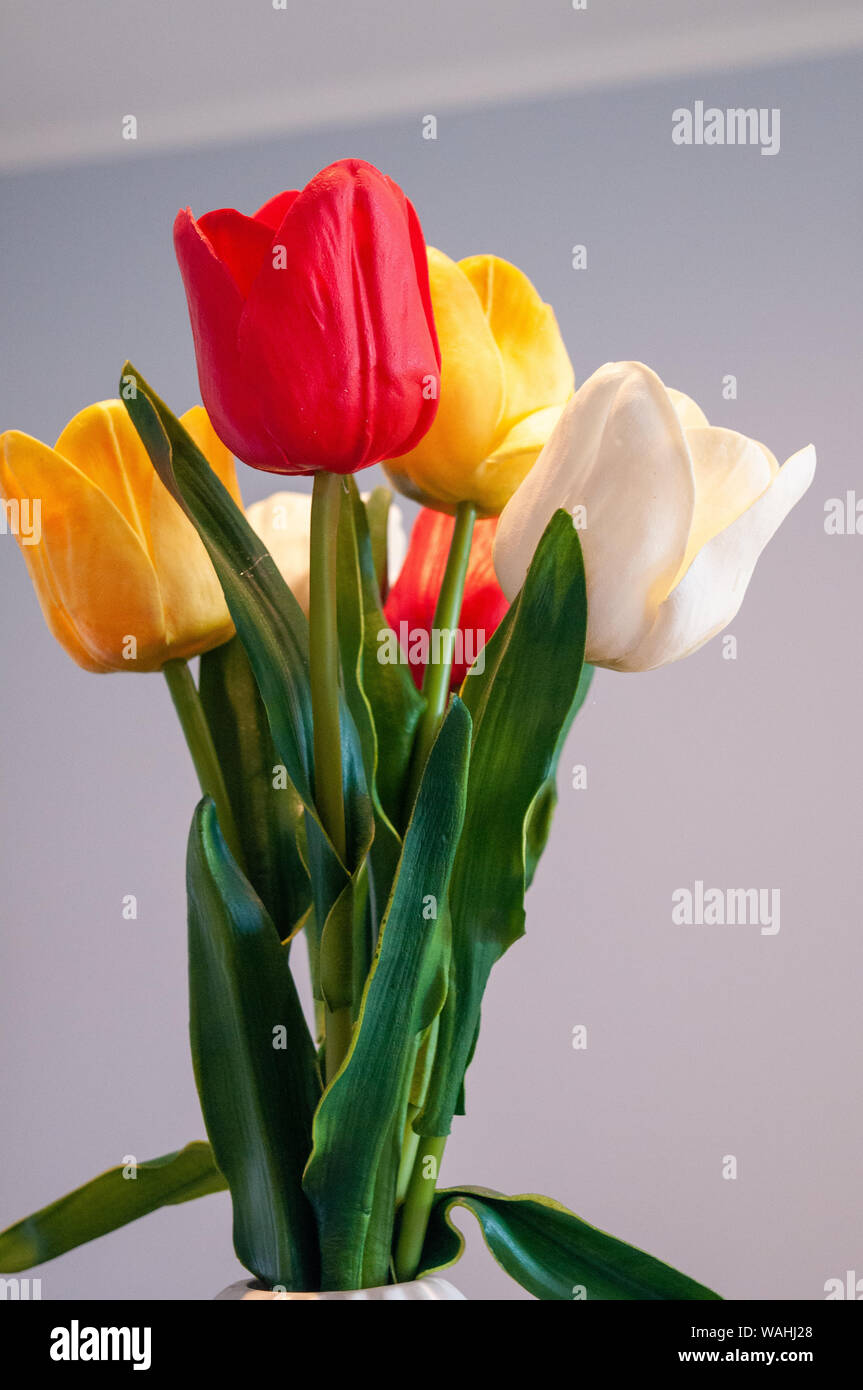 tulips. Stock Photo