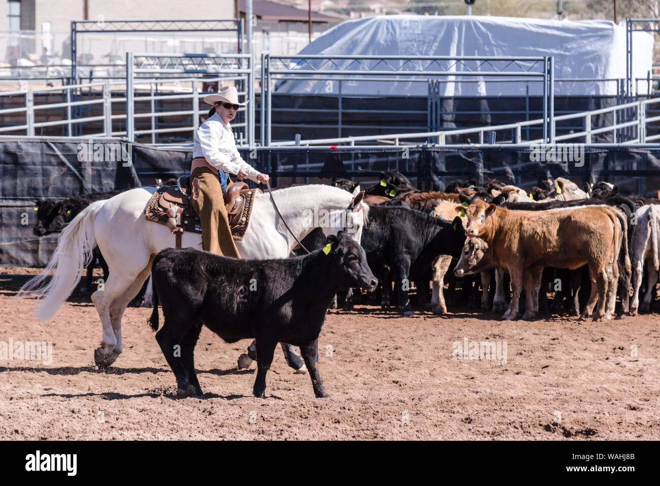 Salta, Argentina - April 4, 2015 - Cowboys Gouchos Mark Newborn Calves with  Specific Cuts in Their Ears, Prior To the Annual Editorial Photo - Image of  beef, calf: 155404801