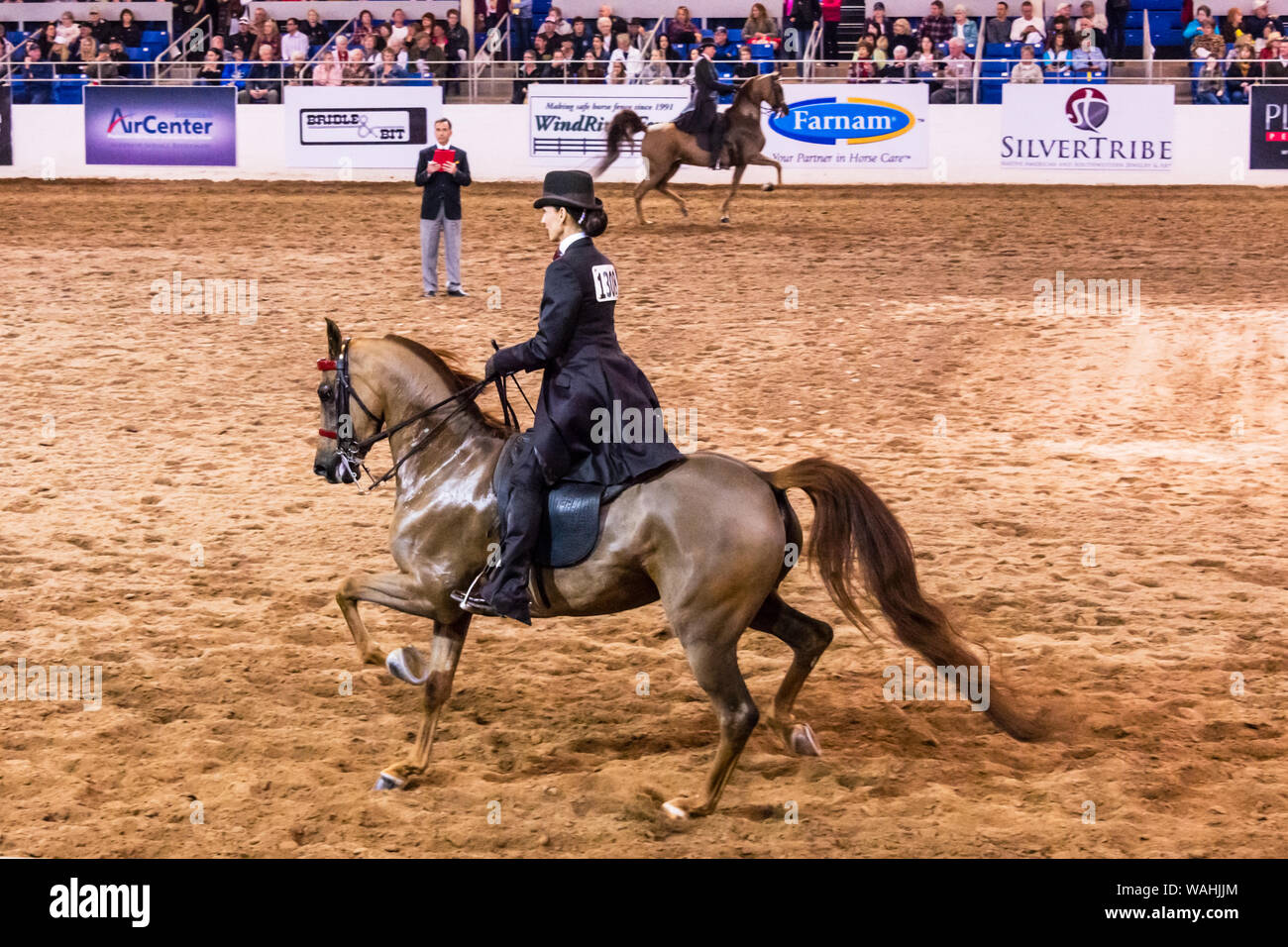 Scottsdale Arabian Horse Show Rider in Competition Stock Photo Alamy