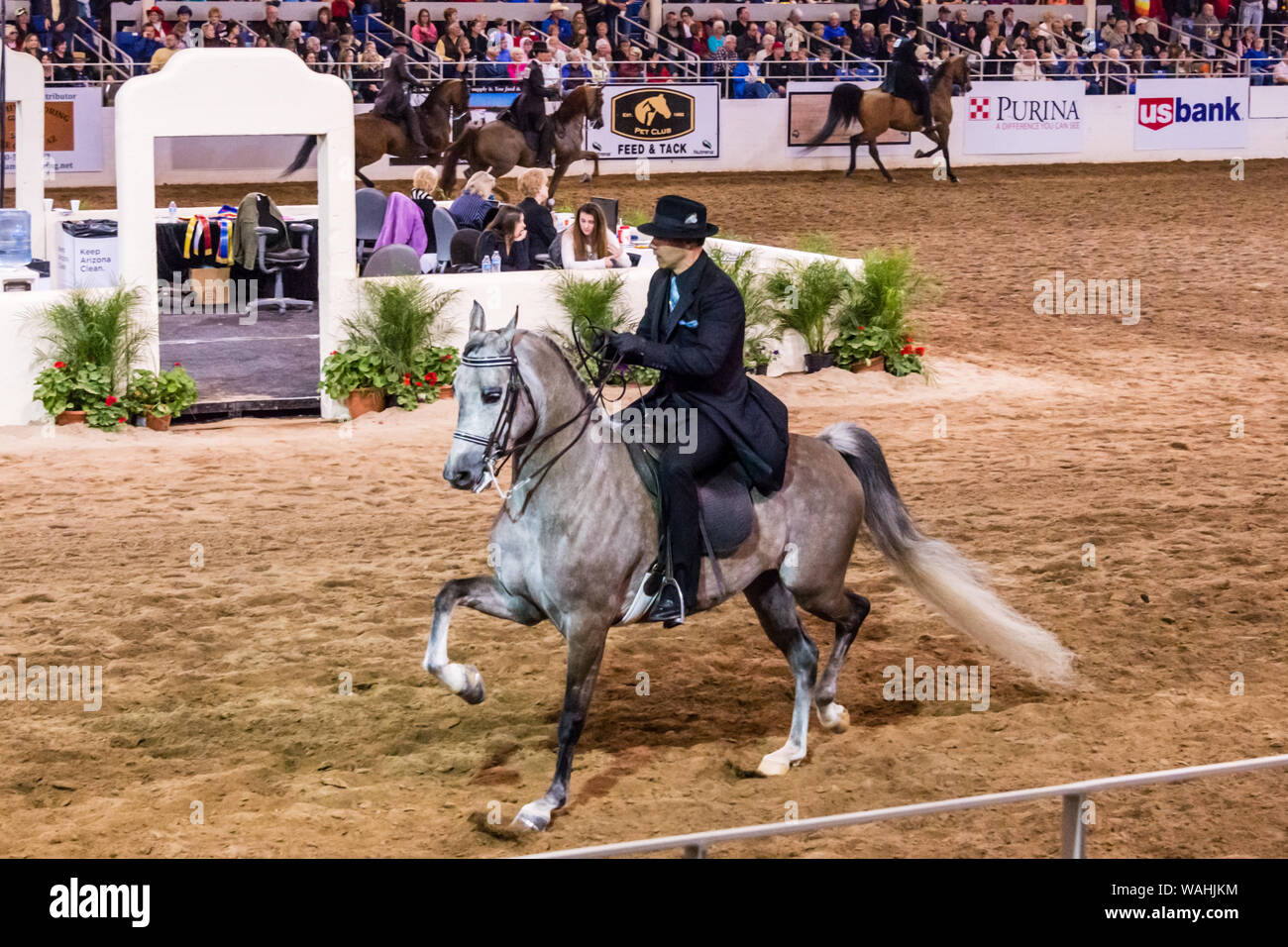 Scottsdale Arabian Horse Show Judging Stock Photo Alamy