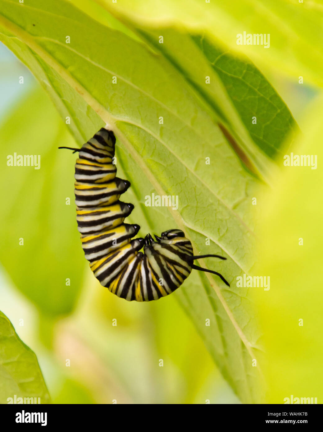 A Monarch butterfly caterpillar in the j form transforming into a chrysalis hanging from a leaf in a garden in Speculator, NY USA Stock Photo