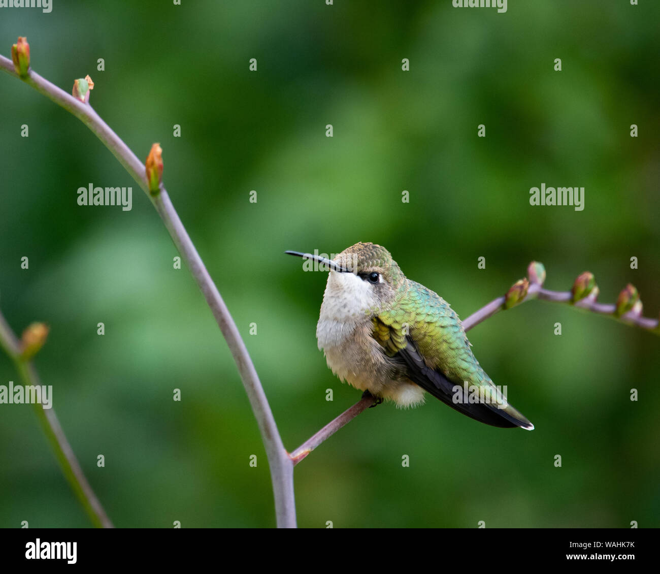 A female ruby throated hummingbird perched on the branch of a crocosmia plant in a garden in Speculator, NY USA Stock Photo