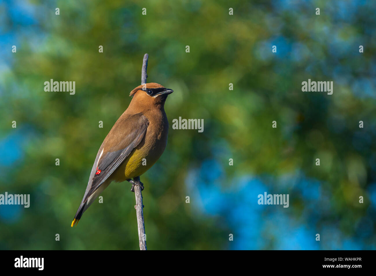 Cedar Waxwing (Bombycilla cedrorum) clings to willow branch over a wetlands pond, Castle Rock Colorado US. Photo was taken in July. Stock Photo