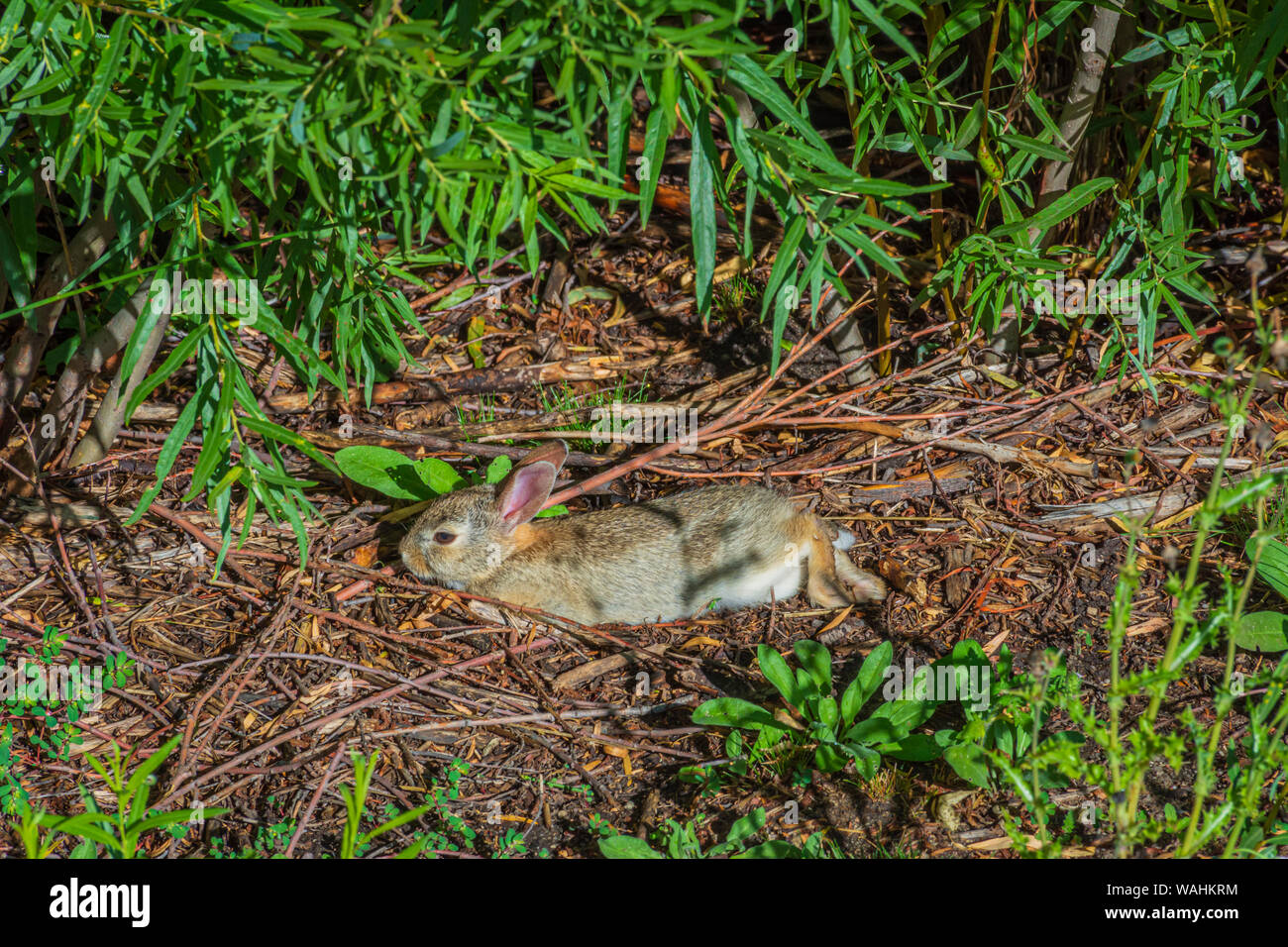Mountain cottontails hi-res stock photography and images - Alamy