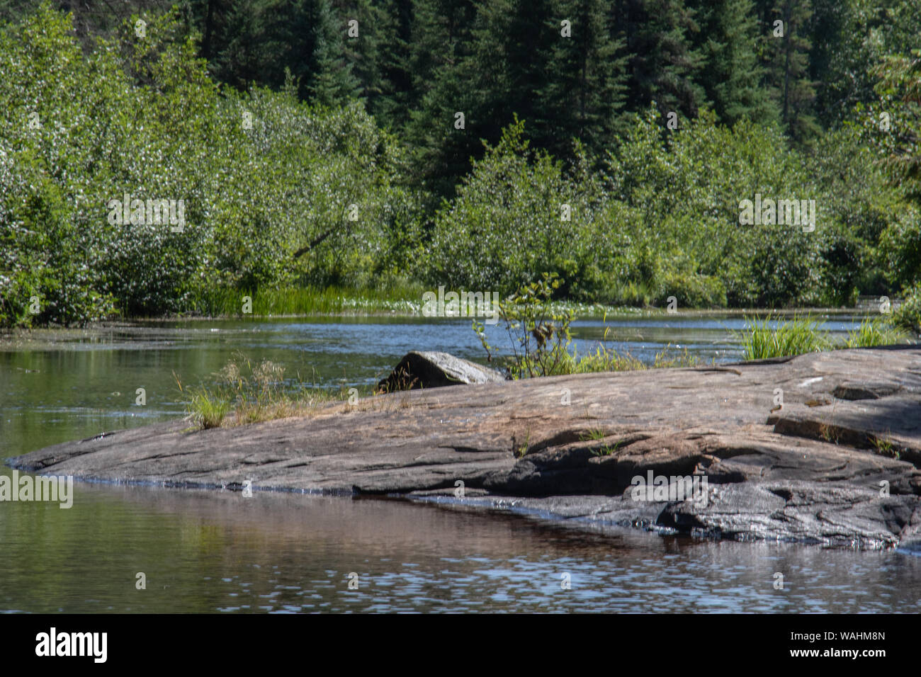 Forest   reflections in the Madawaska River in Algonquin Park where  visitors swim, hike, fish and paddle in the spring, summer and fall. Stock Photo