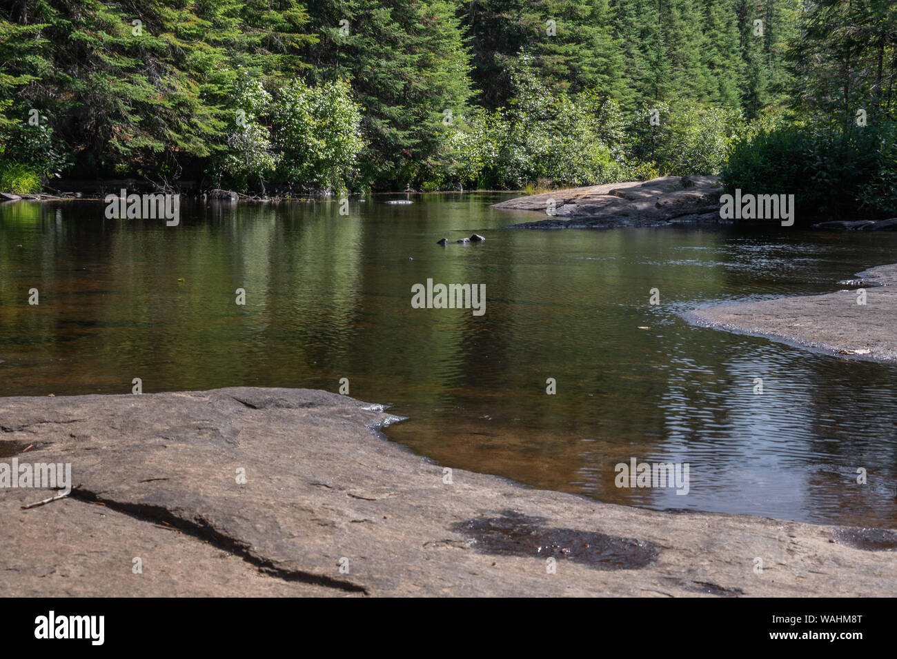 Forest   reflections in the Madawaska River in Algonquin Park where  visitors swim, hike, fish and paddle in the spring, summer and fall. Stock Photo