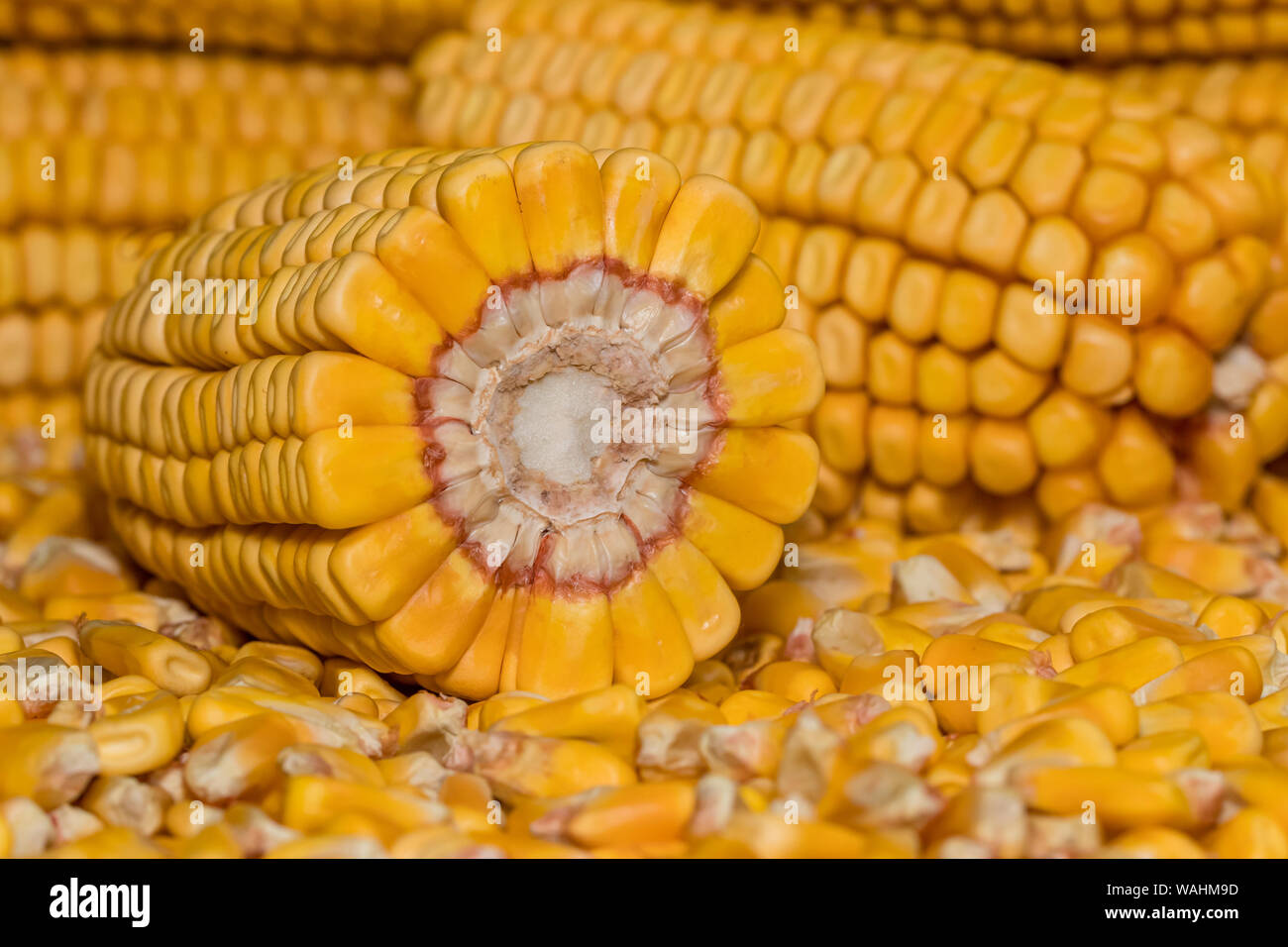 Field corn ears on a pile of shelled kernels with corn ear cut in half