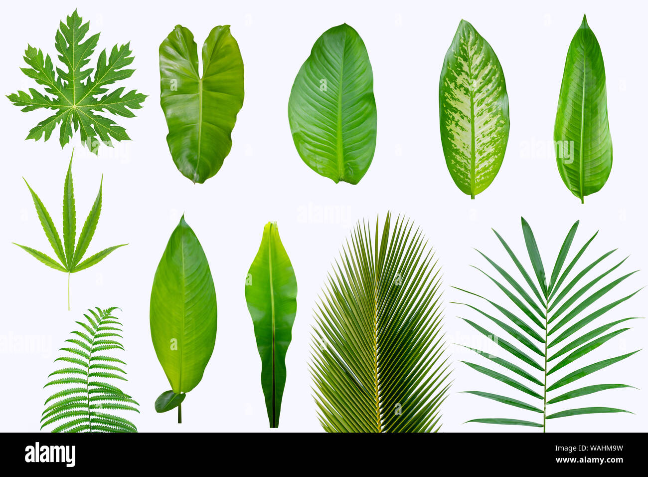 Set of different tropical leaves on white background Stock Photo - Alamy