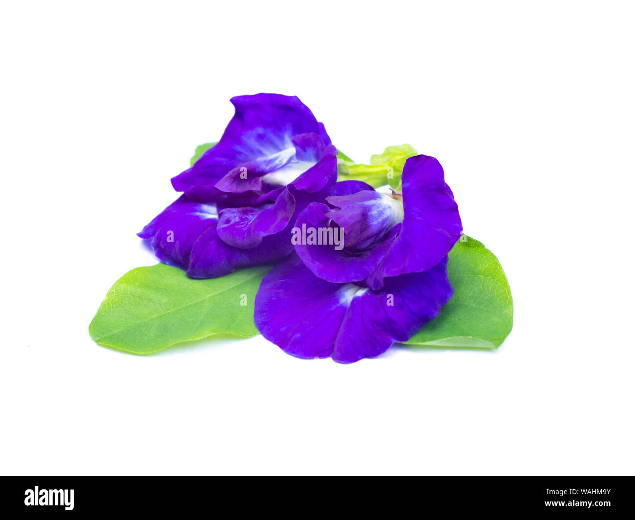 Close up of Butterfly pea flower on white background , Clitoria ternatea Stock Photo