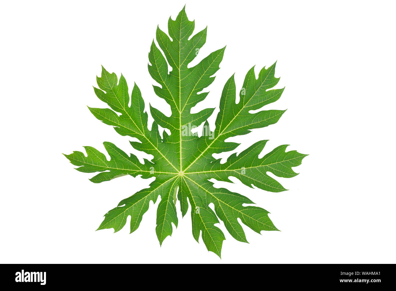 Papaya leaf isolated on white background Stock Photo Alamy