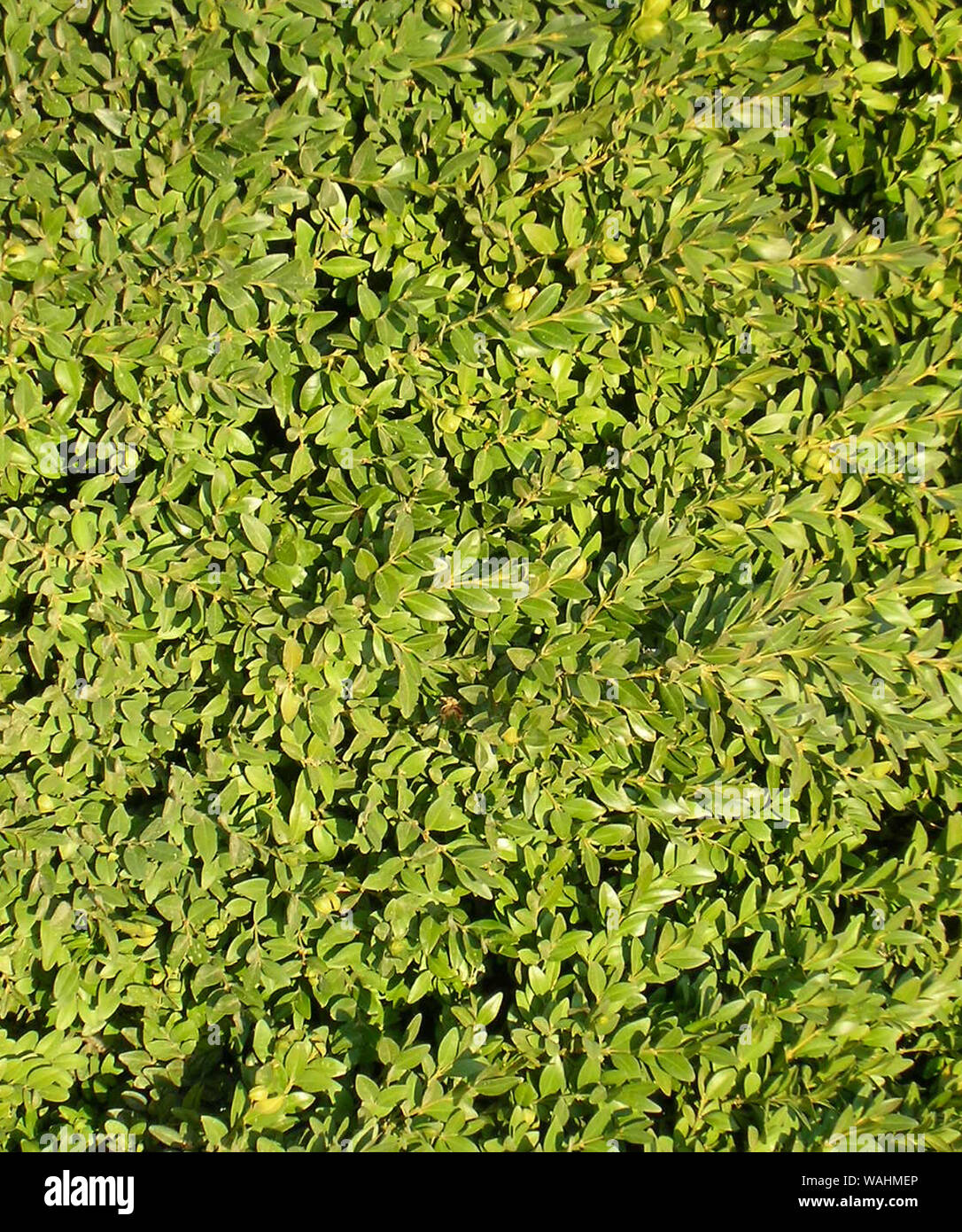 green box hedge background with green leaves Stock Photo Alamy