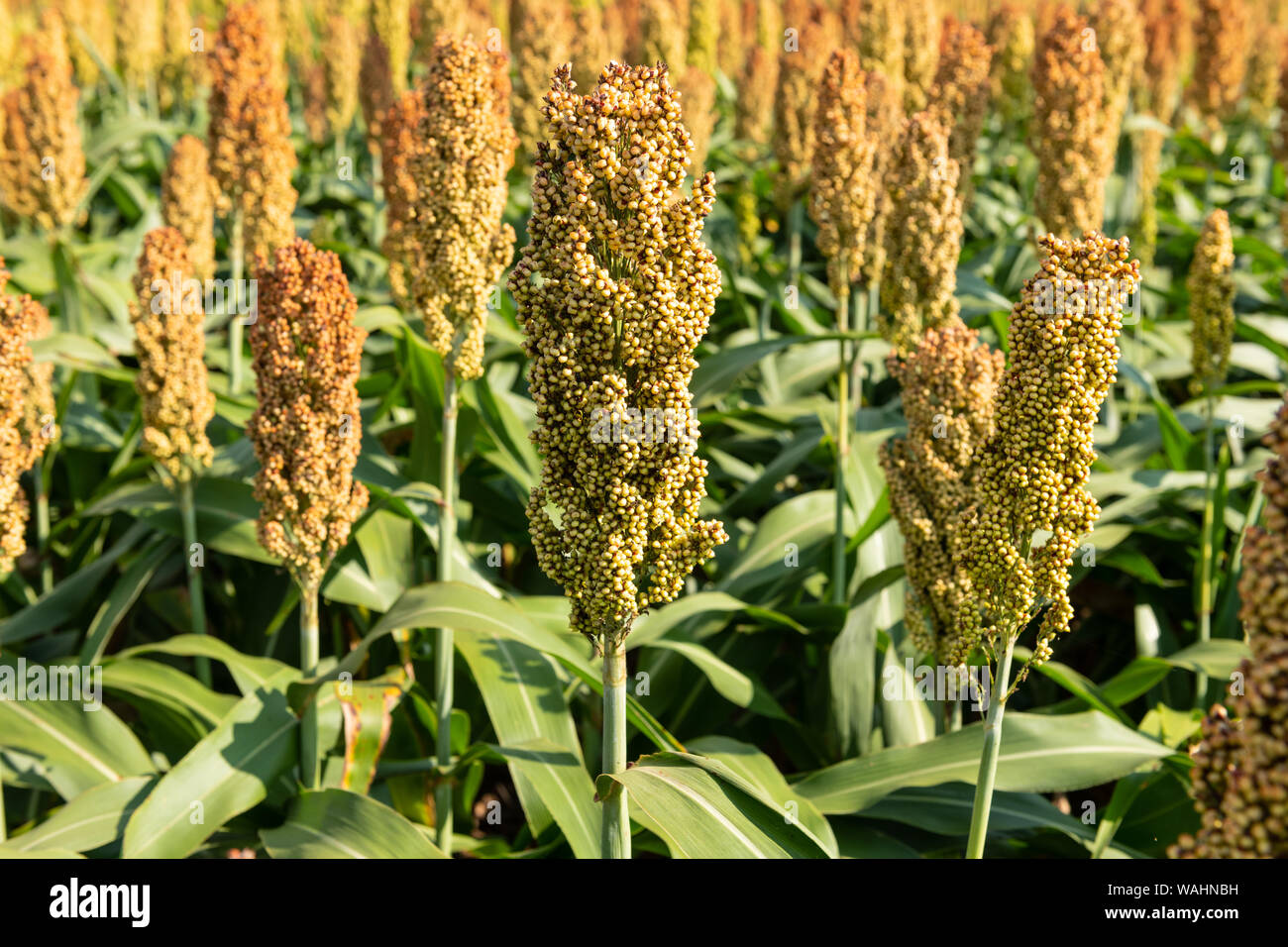 Millet or cereal crop in a field. It is widely cultivated in