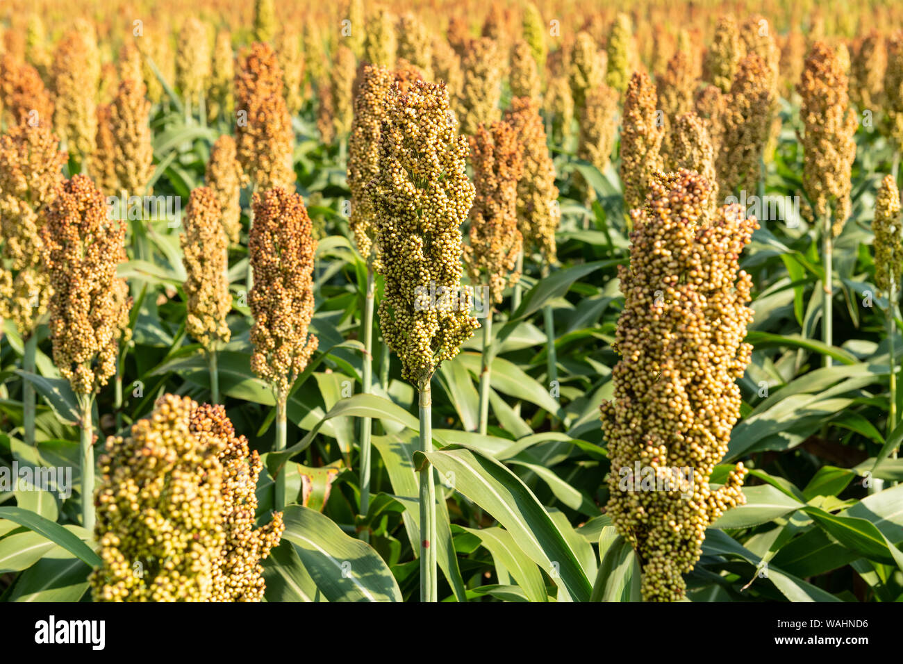 millet hires stock photography and images Alamy