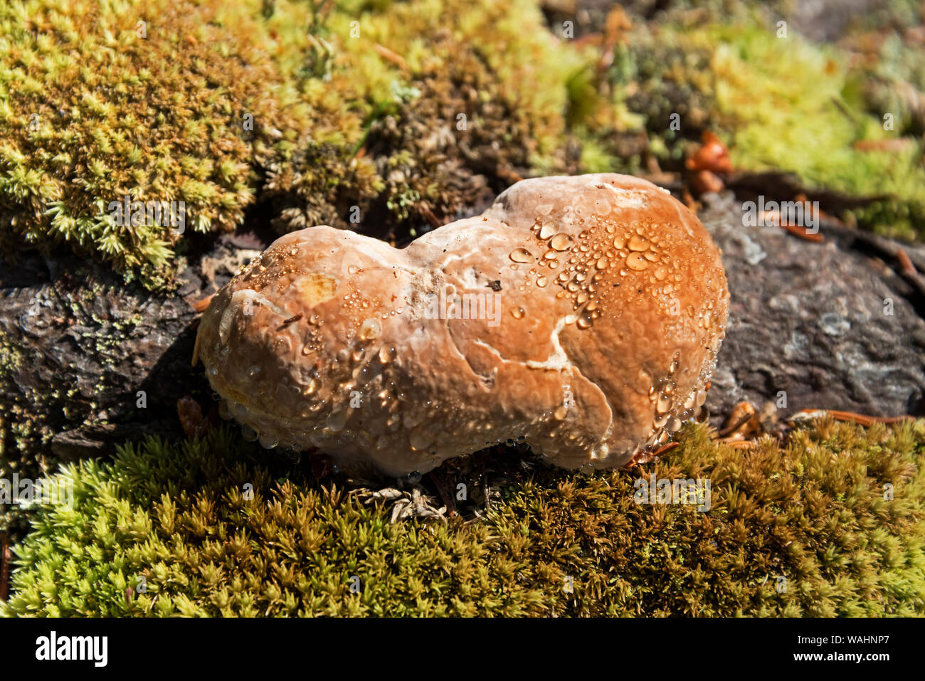 Polypore mushroom (possibly Fomitopsis sp.) showing fungal guttation