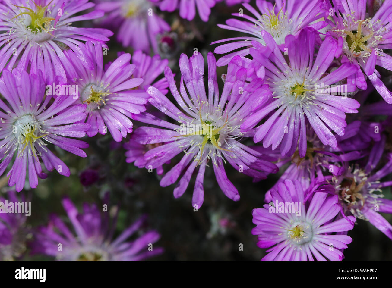 hairy dewflower Latin drosanthemum hispidum also called a purple or rosea ice plant a perennial evergreen succulent in the sedum family of flowers Stock Photo