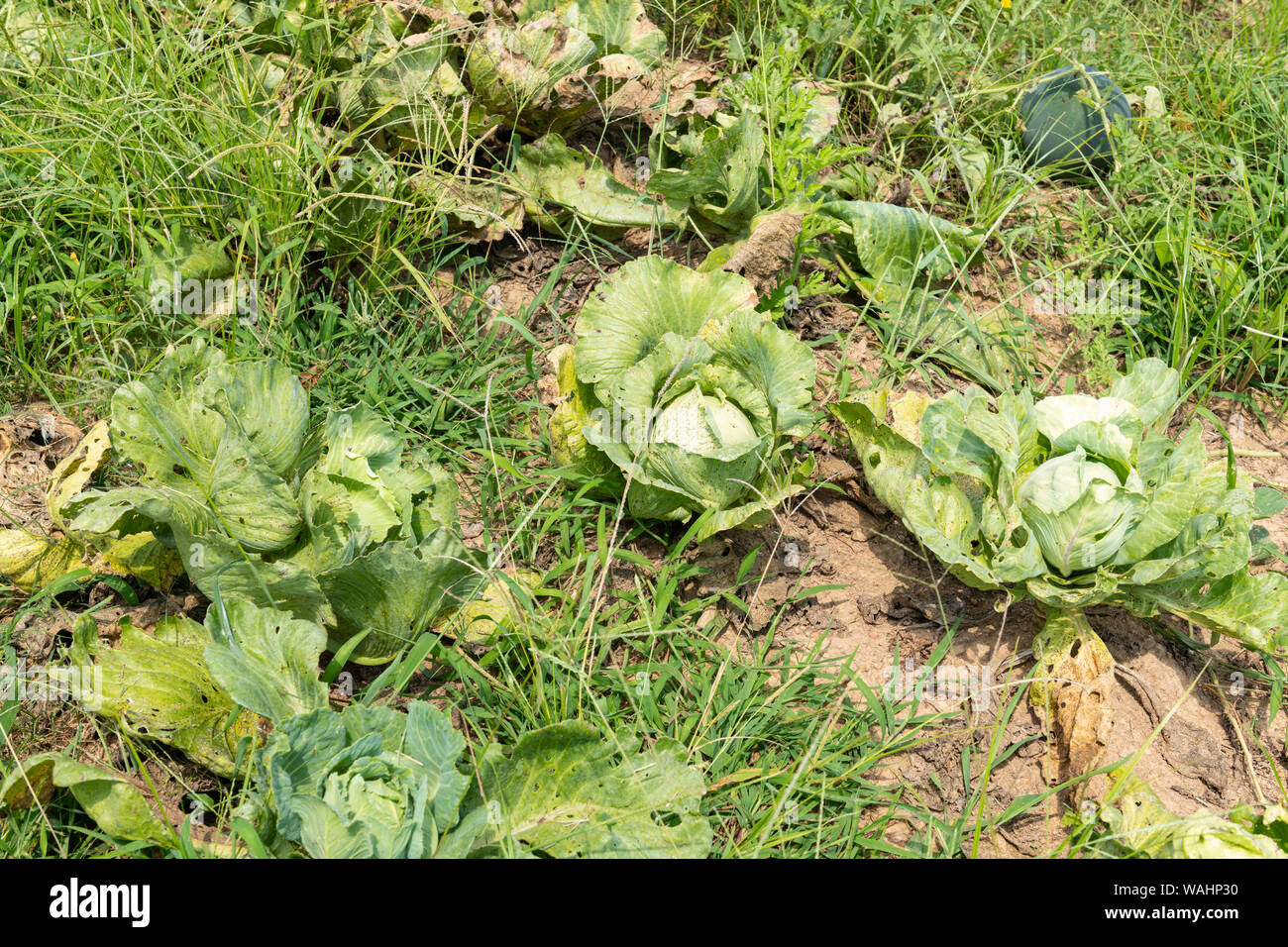 Cabbage leafy green annual vegetable crop with partially dried leaves
